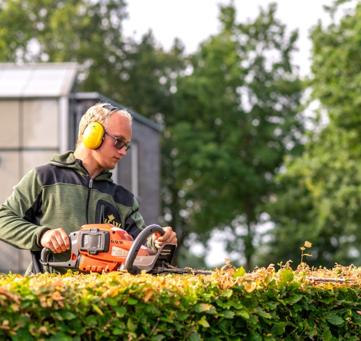 Snoeien door beste hovenier Drachten