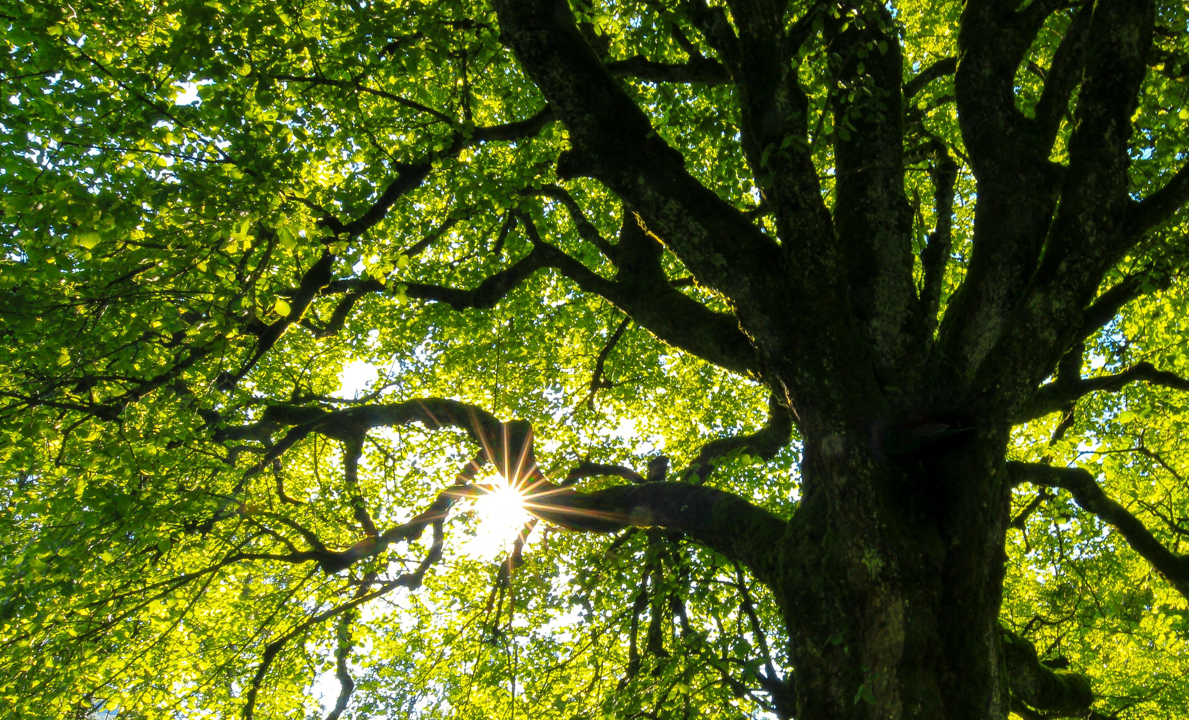 Fruitbomen verzorging