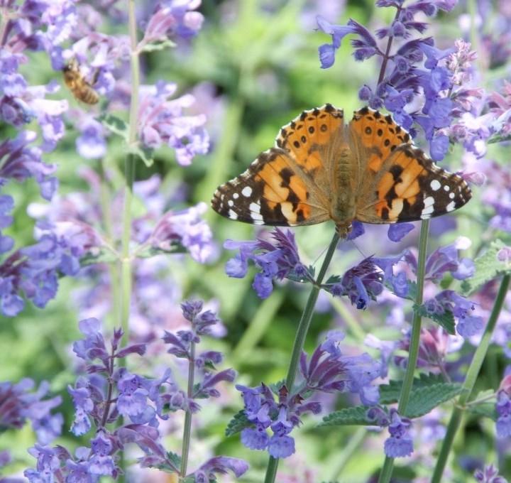 Bloemen voor vlinders