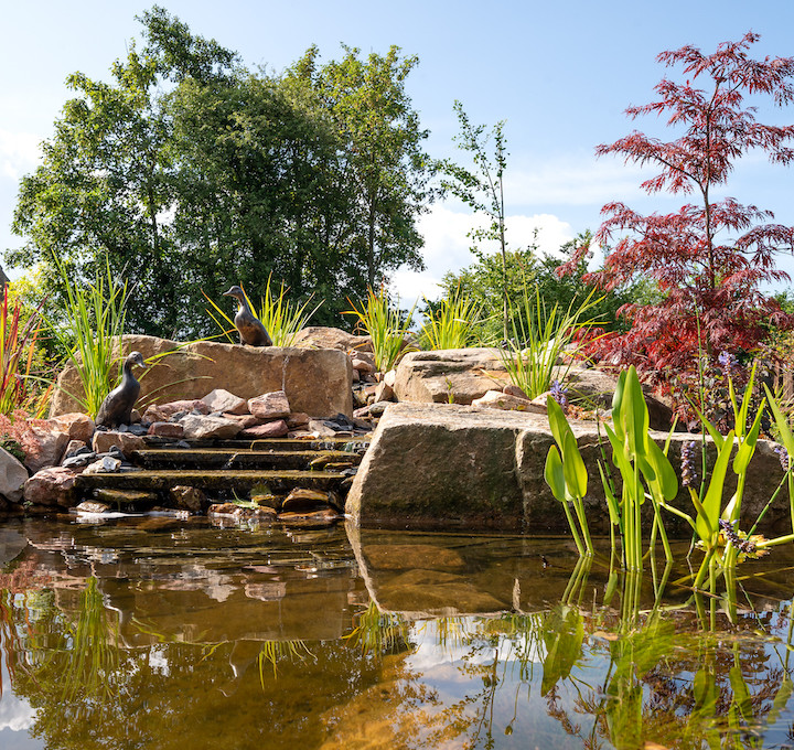 Levende tuin vijver