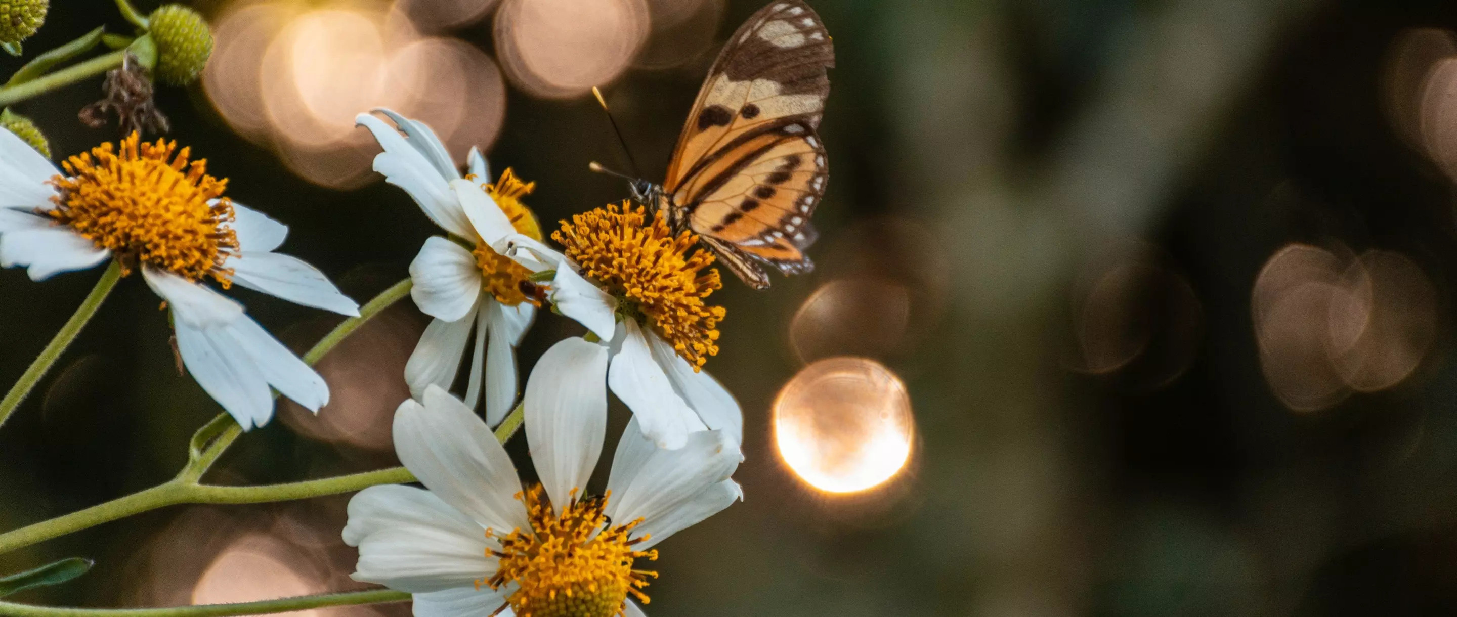 Een levende tuin door H&W Hoveniers