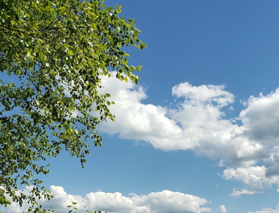 Bomen voor schone lucht