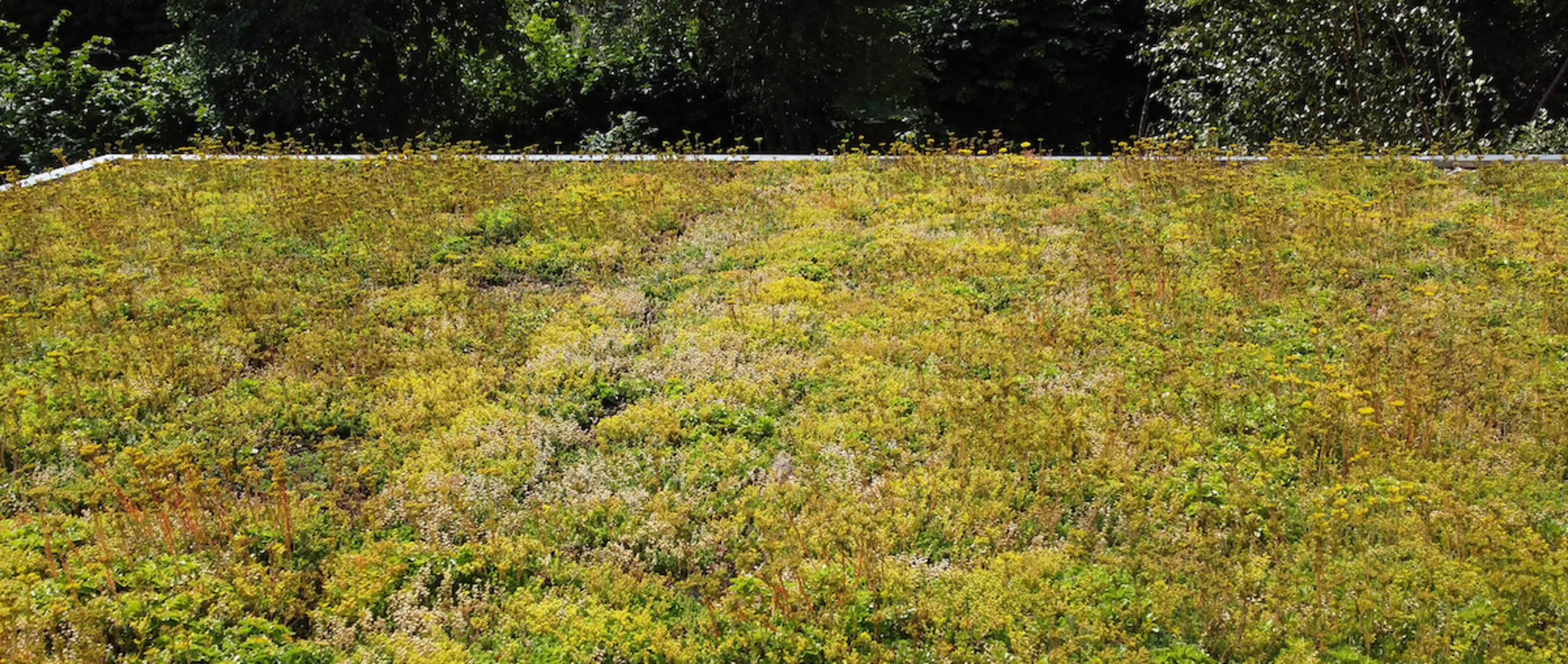 Levende tuin energie