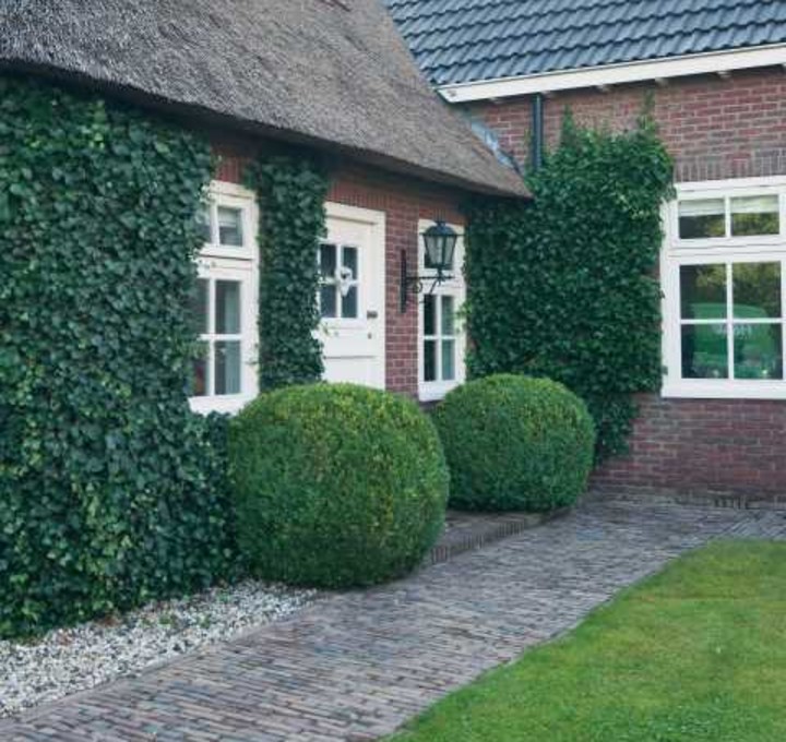 Landelijke tuin buxus