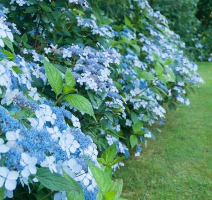 Landelijke tuin bloemen