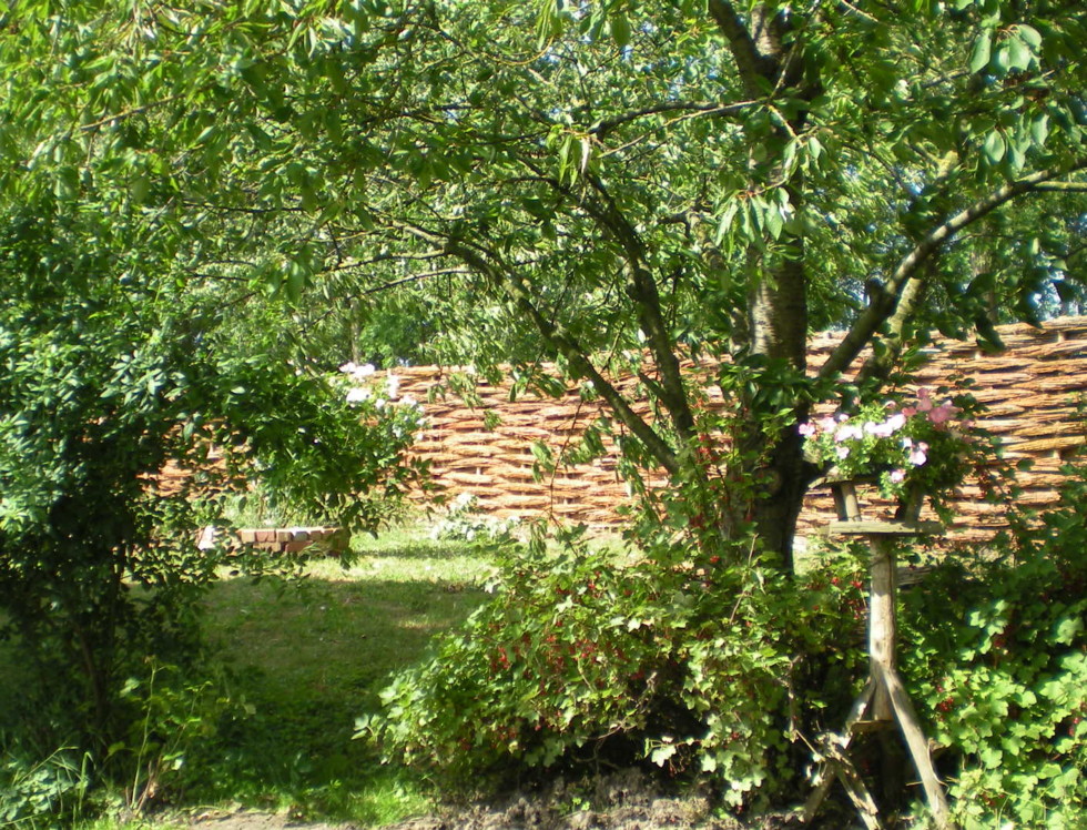 Energie besparen met bomen