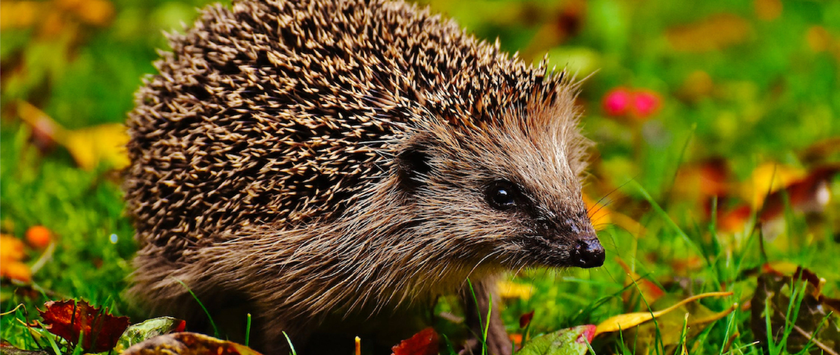 Levende tuin dieren