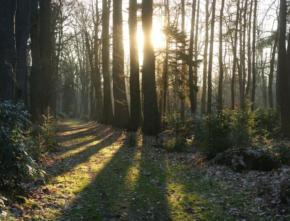 Bomen voor verkoeling